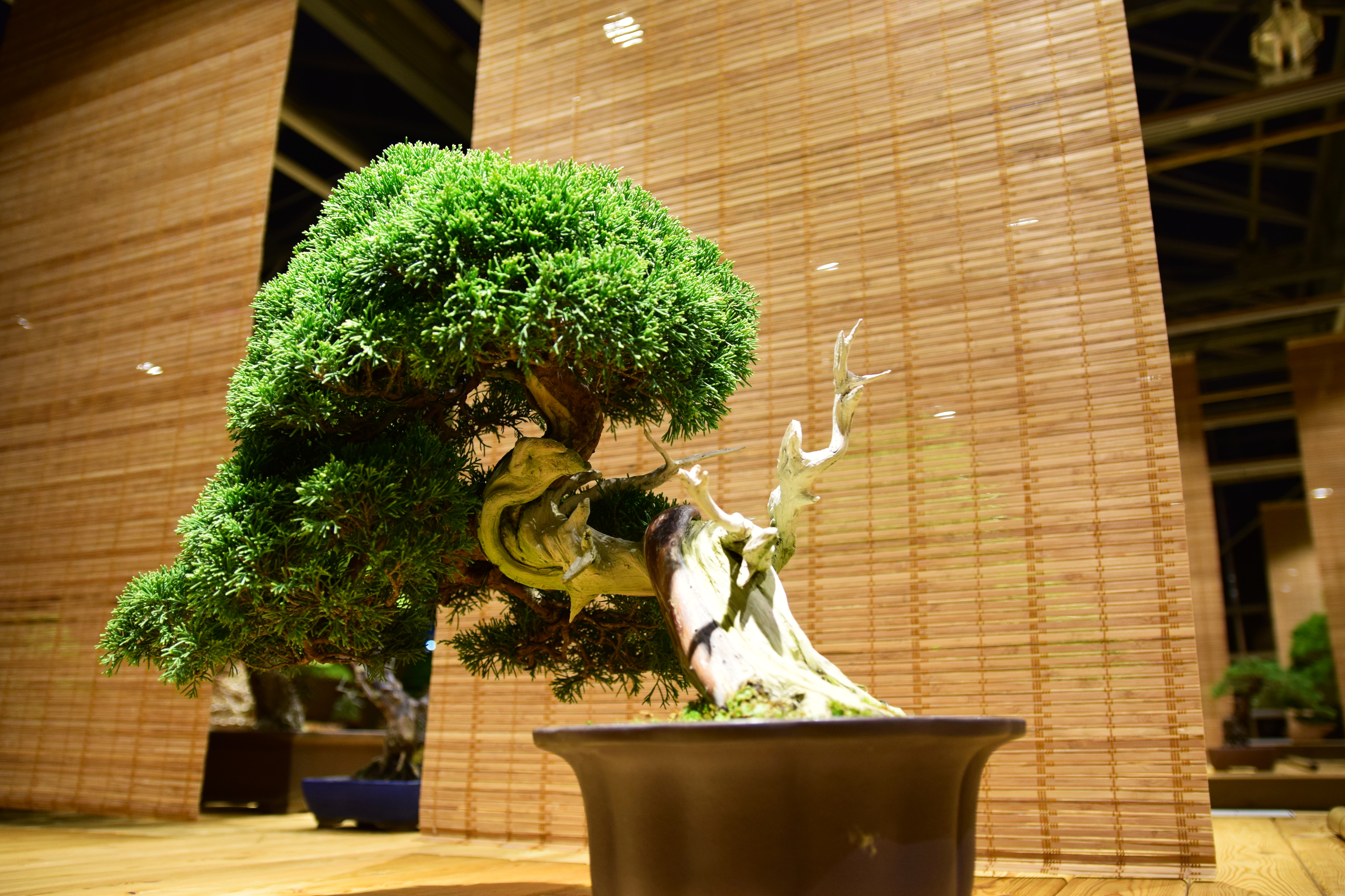 Chinese Juniper Bonsai with Dramatic Deadwood