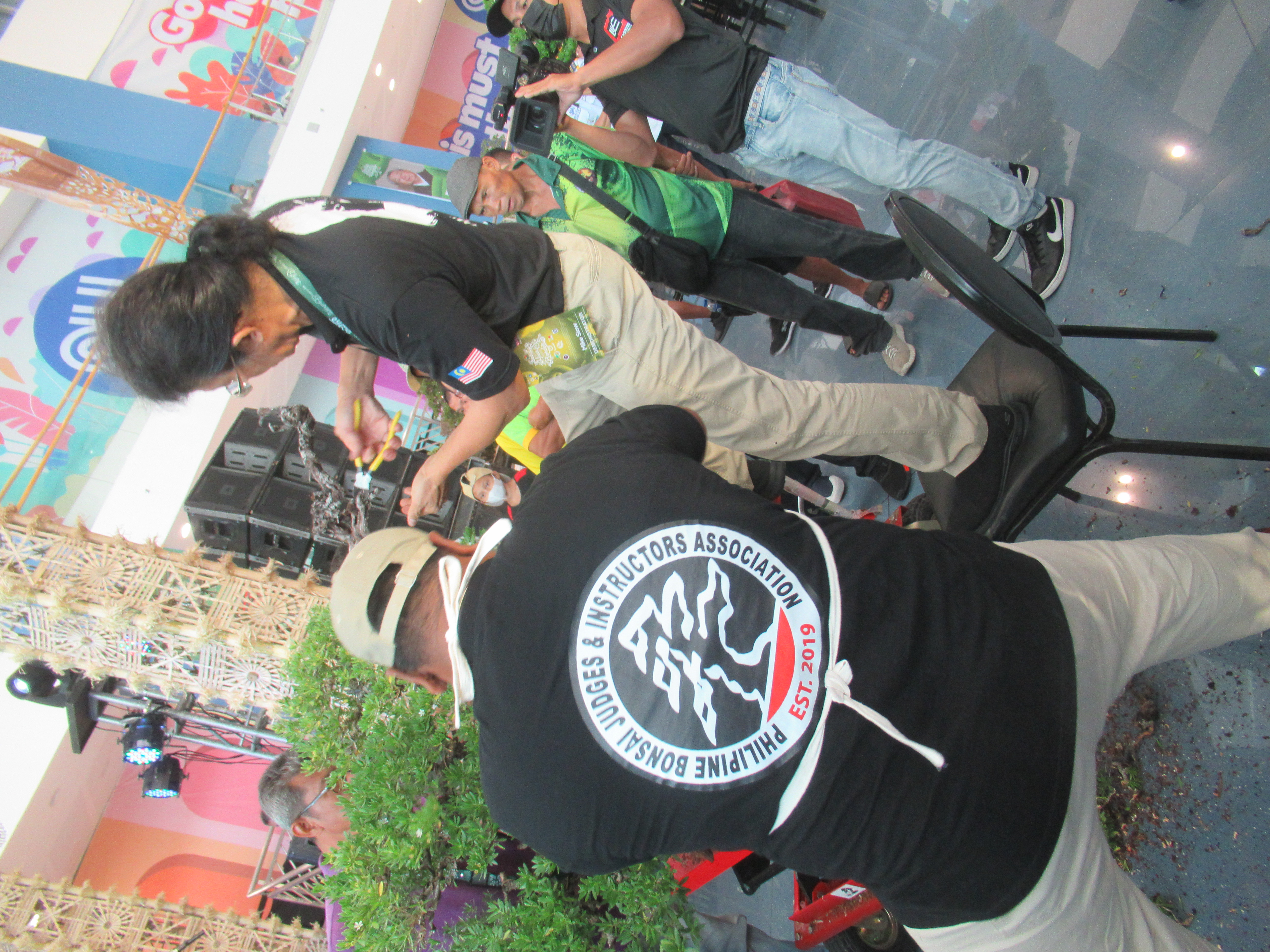 Large Philippine Fig Bonsai