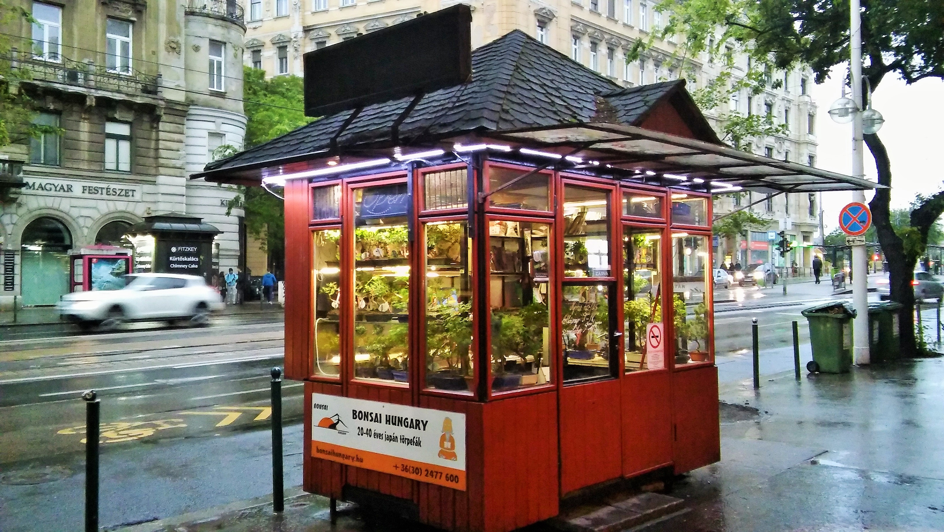 Japanese Dwarf Tree (Shop Display)