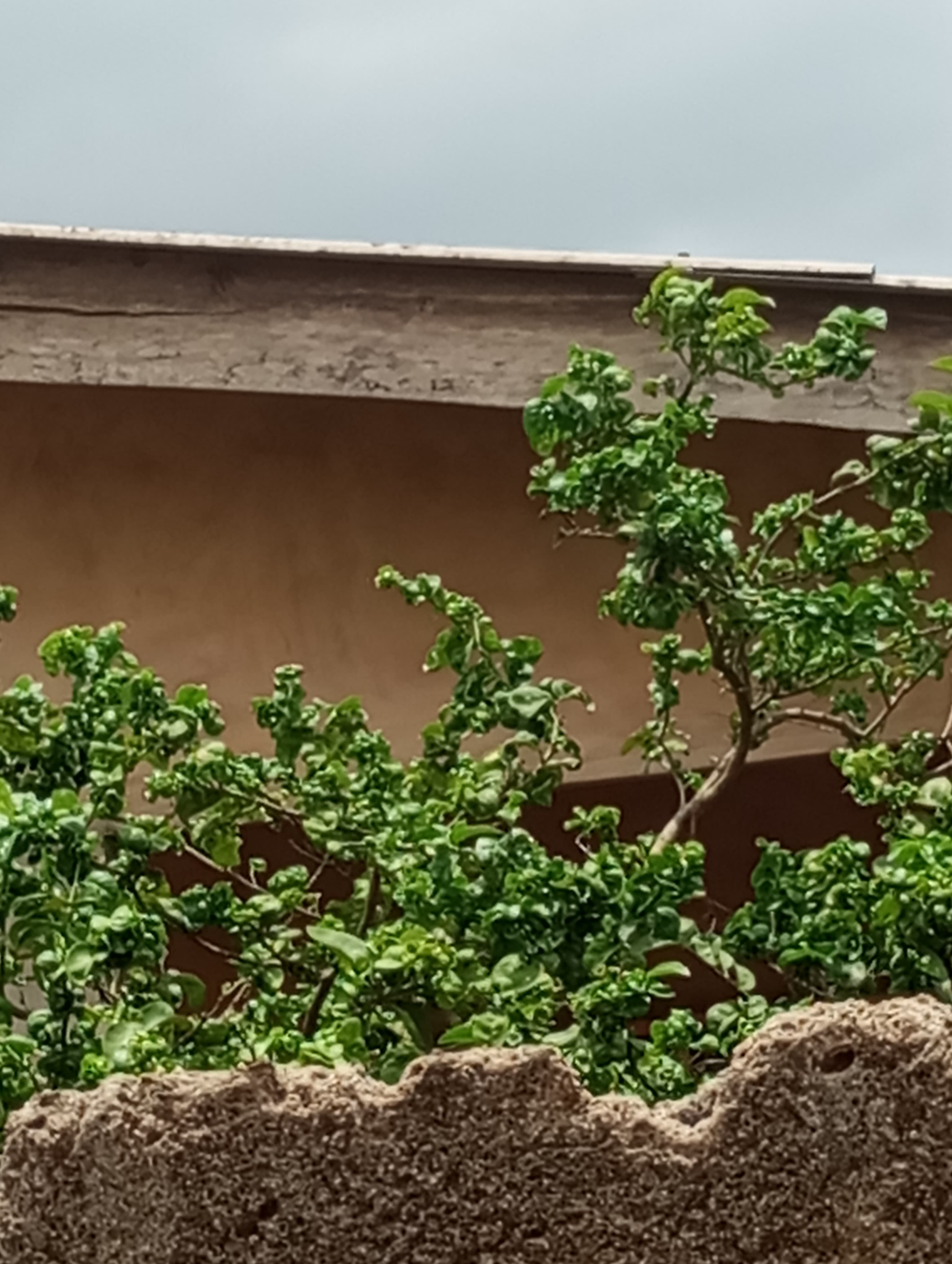 Curly Leaf Ficus Bonsai