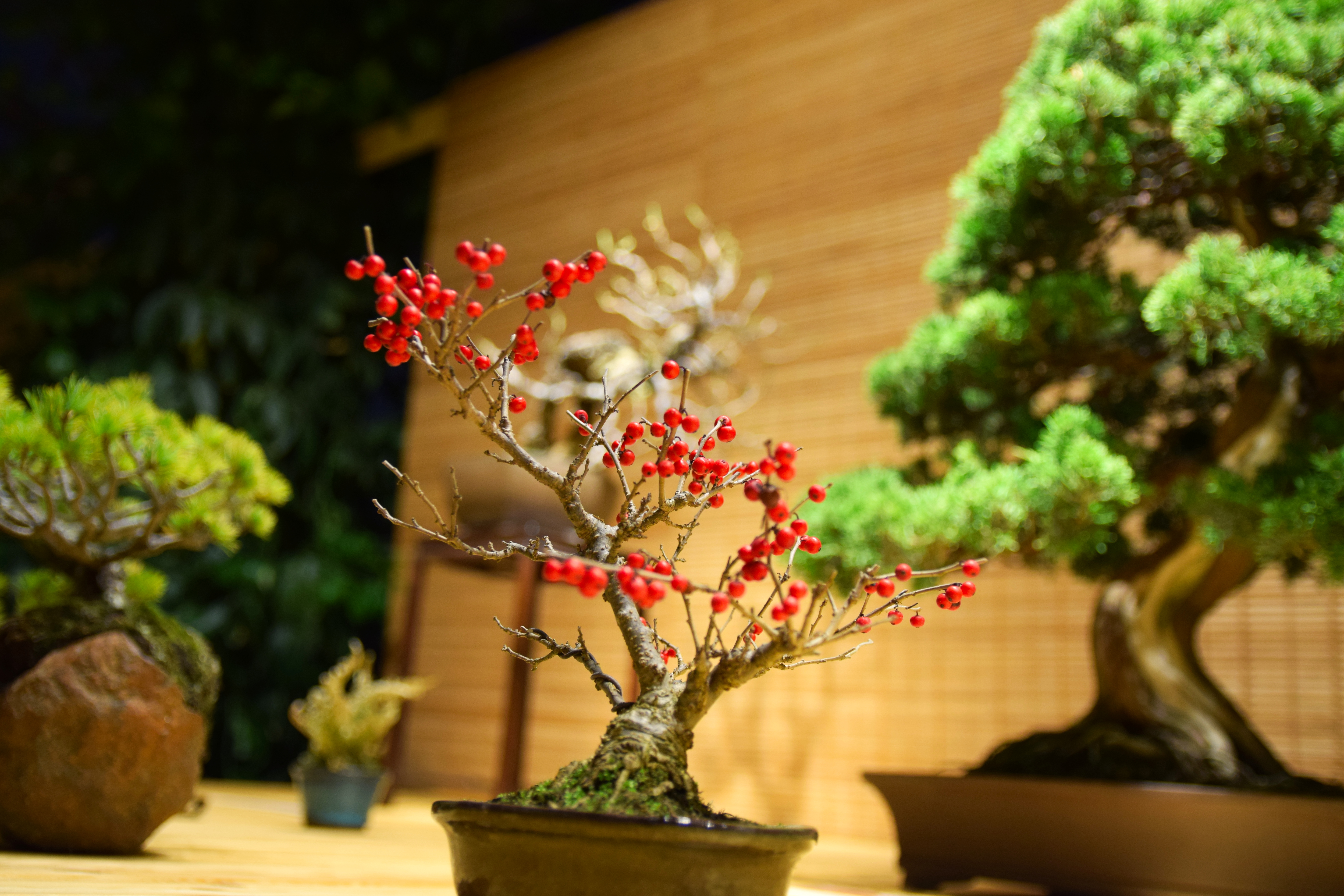 Japanese Winterberry Bonsai with Red Berries