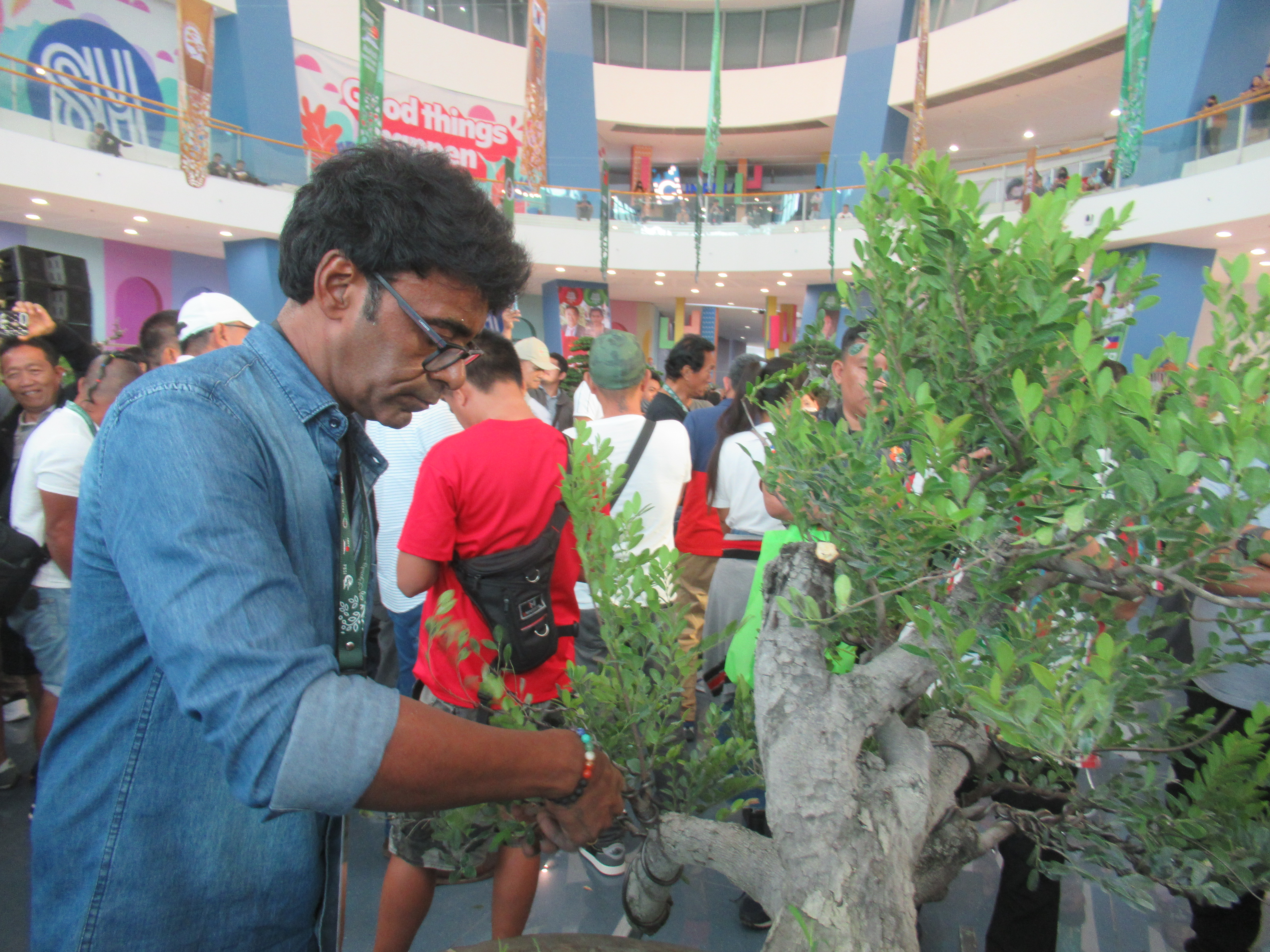Ancient Ficus Bonsai