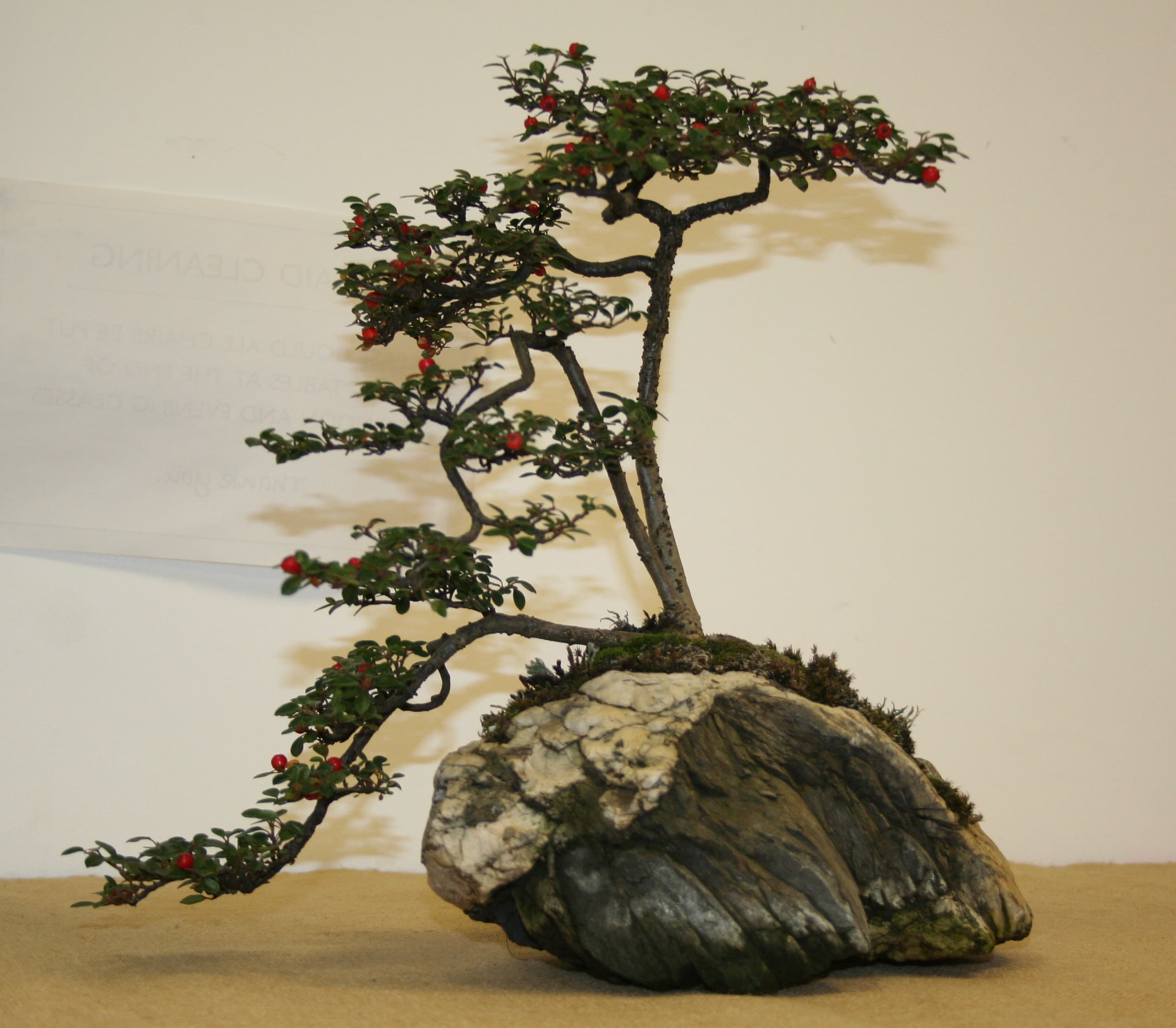 Cotoneaster Root-Over-Rock Bonsai