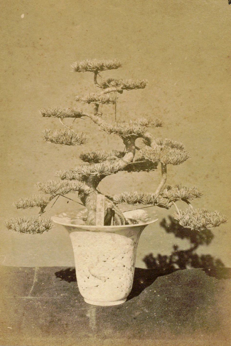 Japanese White Pine Tako Zukuri Bonsai