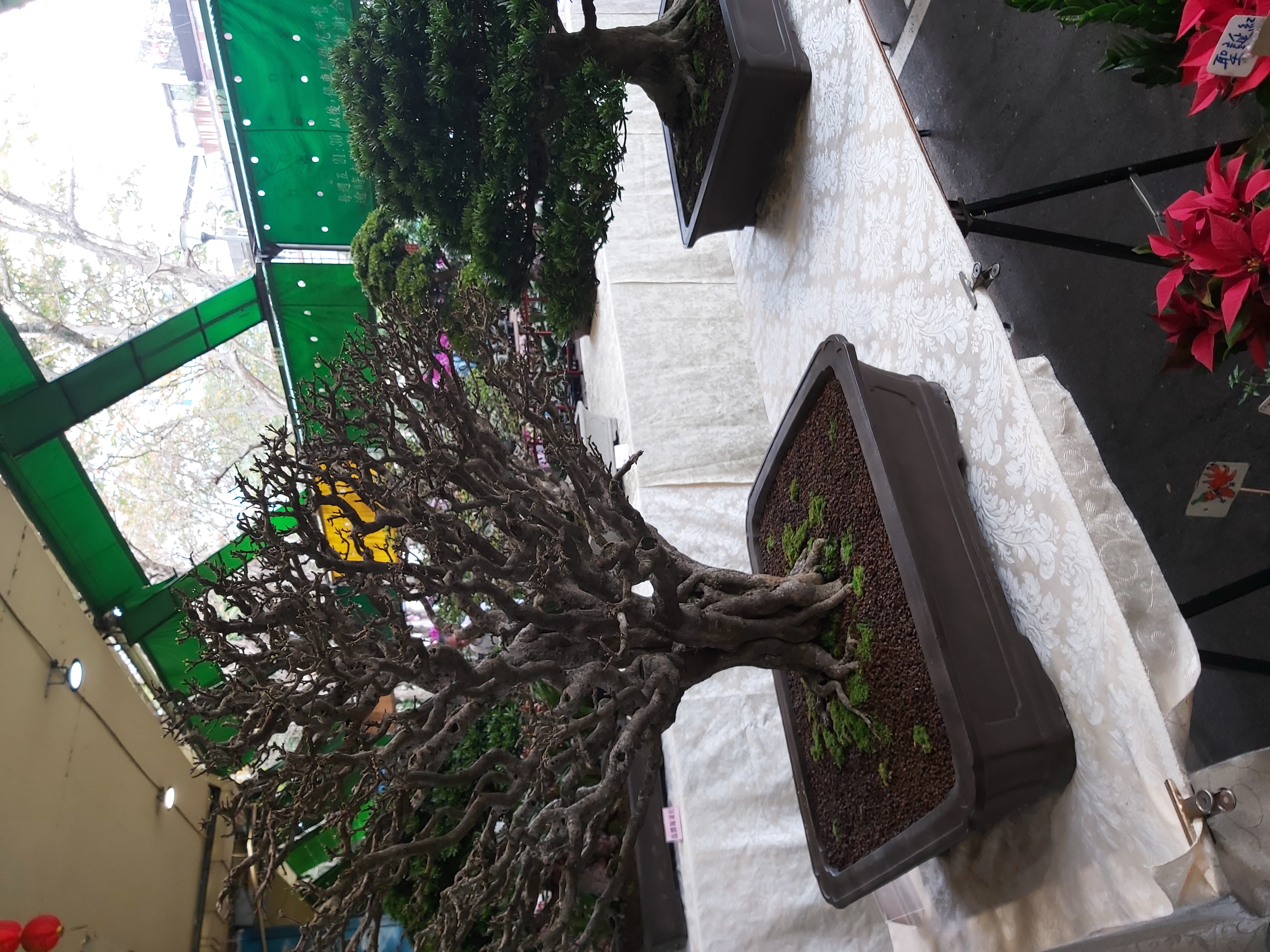 Mature Chinese Elm Bonsai