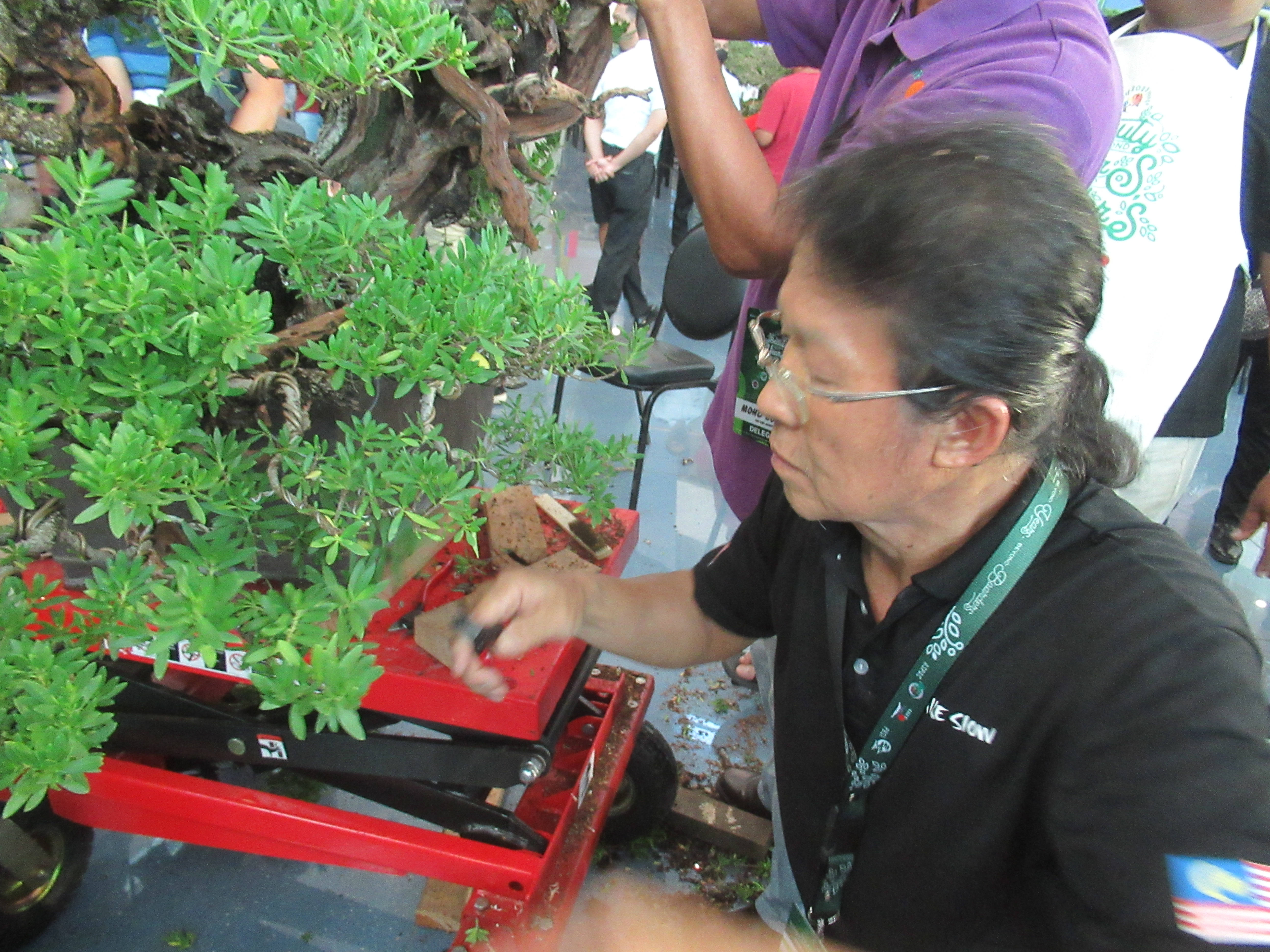 Aged Ficus Bonsai with Gnarled Trunk