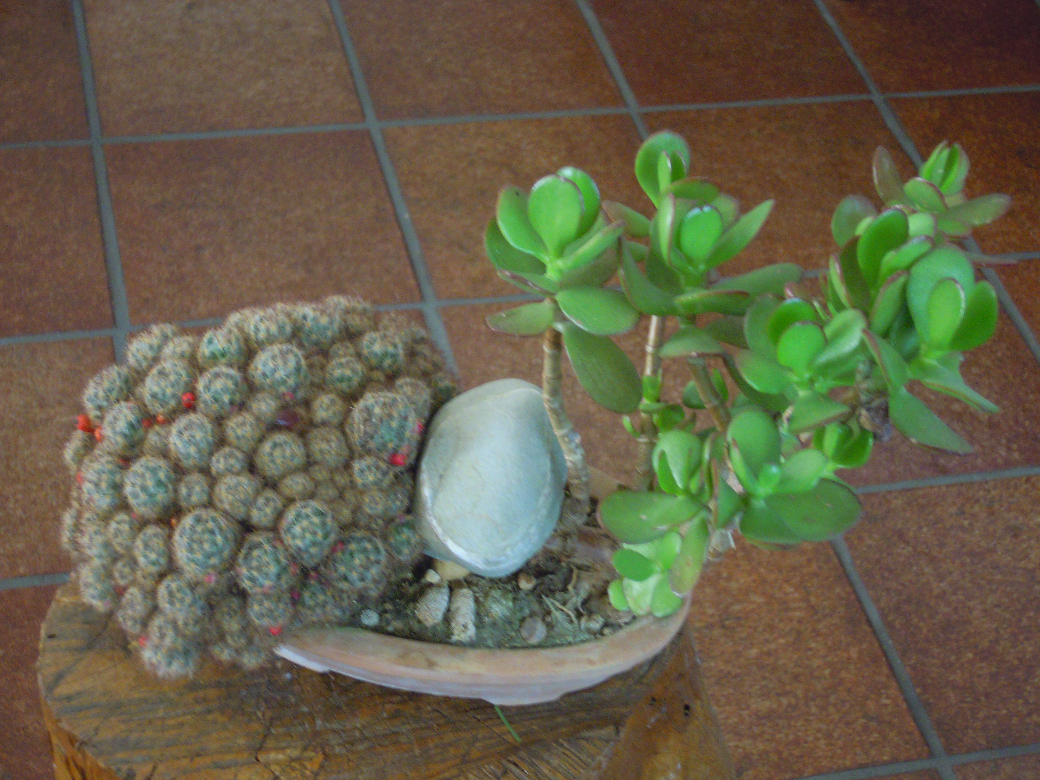 Jade Plant Bonsai with Cactus Companion