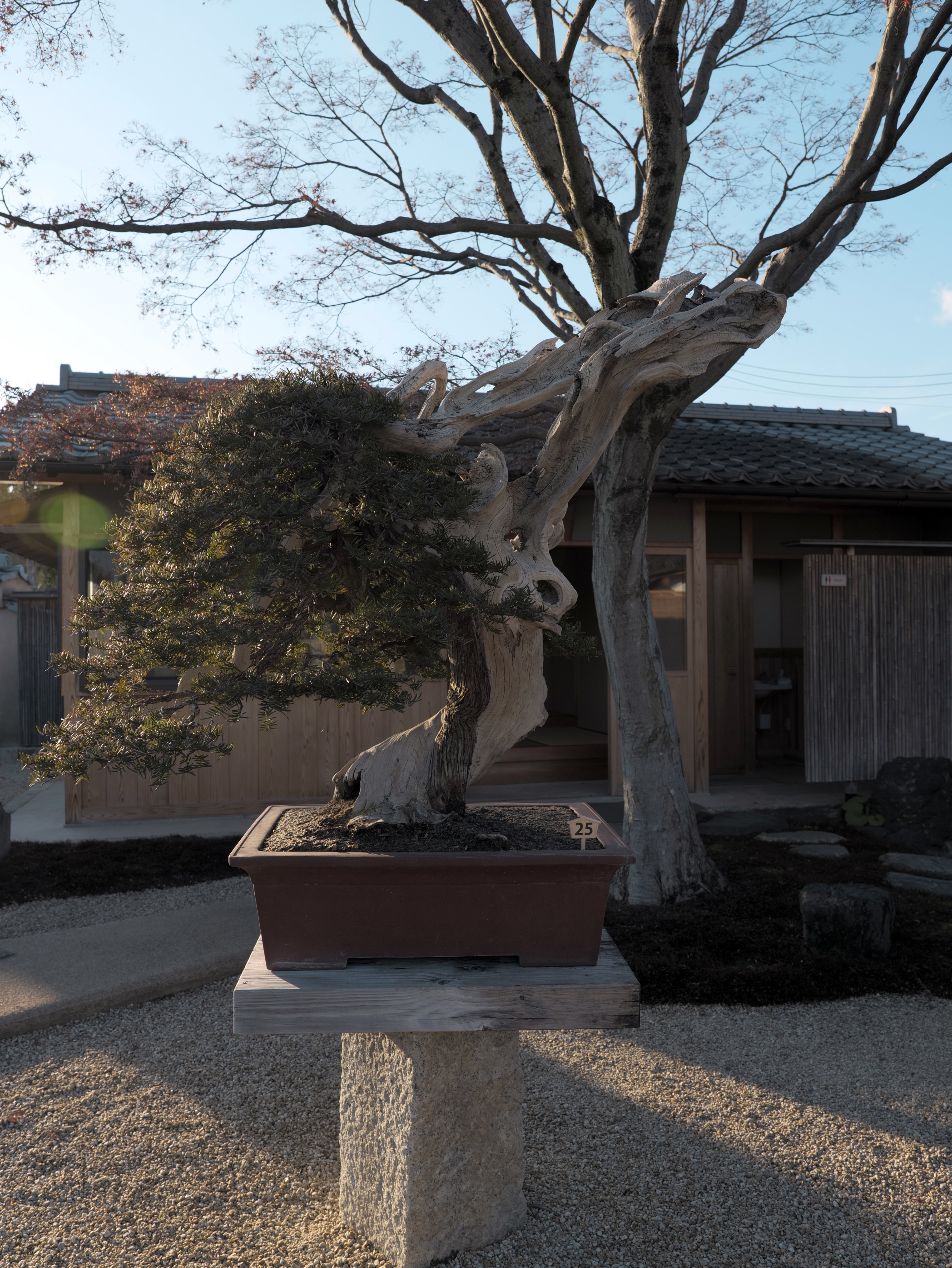 Literati Juniper Bonsai with Dramatic Deadwood